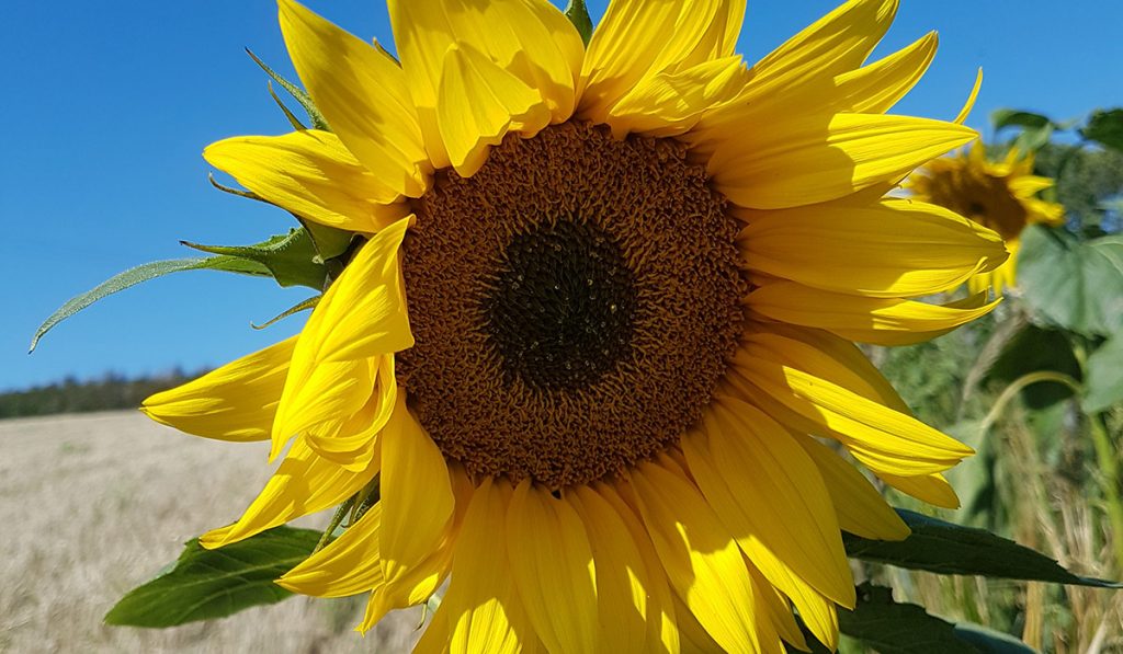 Woodhouse Farm Sunflower
