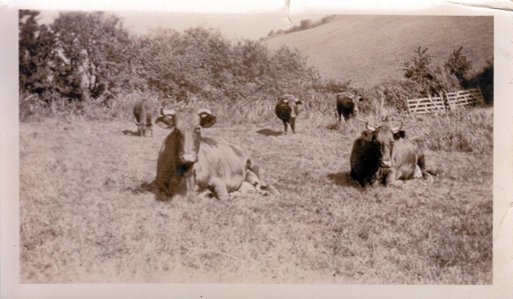 Woodhouse Farm History - Cows in field