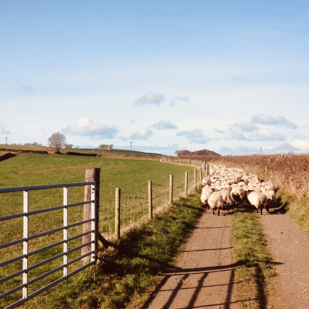 Moving the flock at woodhouse farm